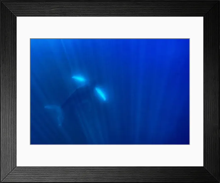 Framed Print : An Humpback Whale Underwater in the deep blue Pacific Ocean with a baby calf Framed Print : An Humpback Whale Underwater in the deep blue Pacific Ocean with a baby calf