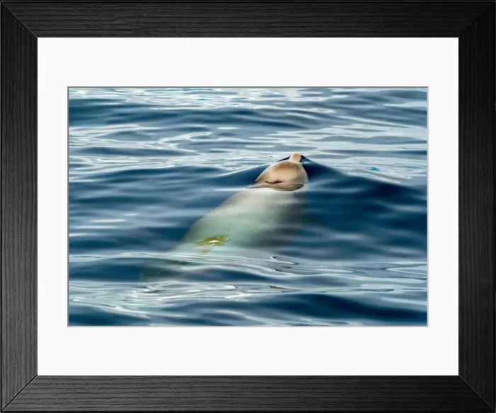 Framed Print : A Cuvier's beaked whale Damaged by propeller impact collision Framed Print : A Cuvier's beaked whale Damaged by propeller impact collision