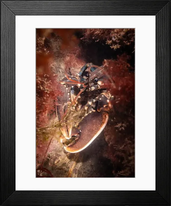 Framed Print : Dutch Oosterschelde lobster in natural wild cold water environment Framed Print : Dutch Oosterschelde lobster in natural wild cold water environment