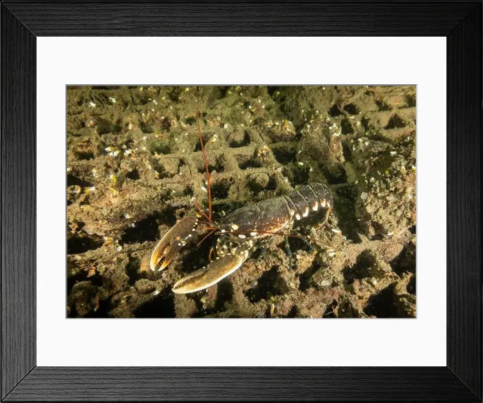 Framed Print : Dutch Oosterschelde lobster in natural wild cold water environment Framed Print : Dutch Oosterschelde lobster in natural wild cold water environment