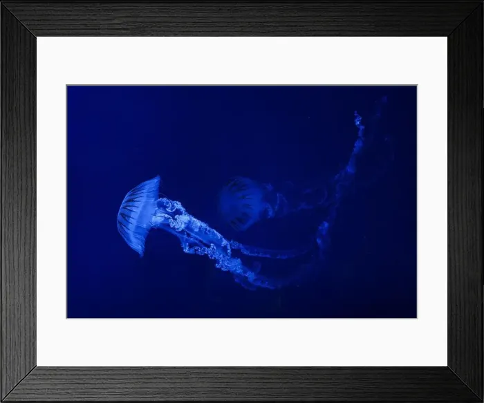 Framed Print : Jellifish South american sea nettle Framed Print : Jellifish South american sea nettle