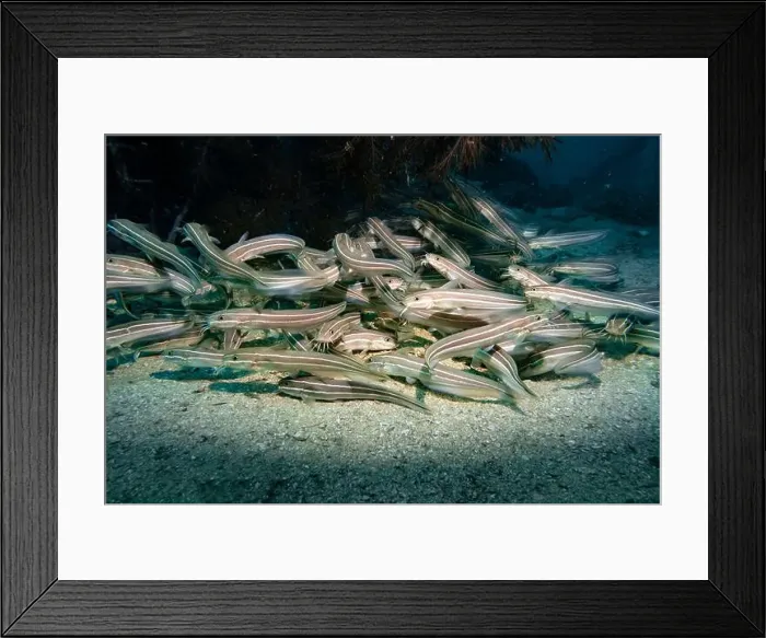 Framed Print : A flock of small poisonous eels at the rocky bottom of the Gulf of Oman in Fujairah, United Arab Emirates Framed Print : A flock of small poisonous eels at the rocky bottom of the Gulf of Oman in Fujairah, United Arab Emirates