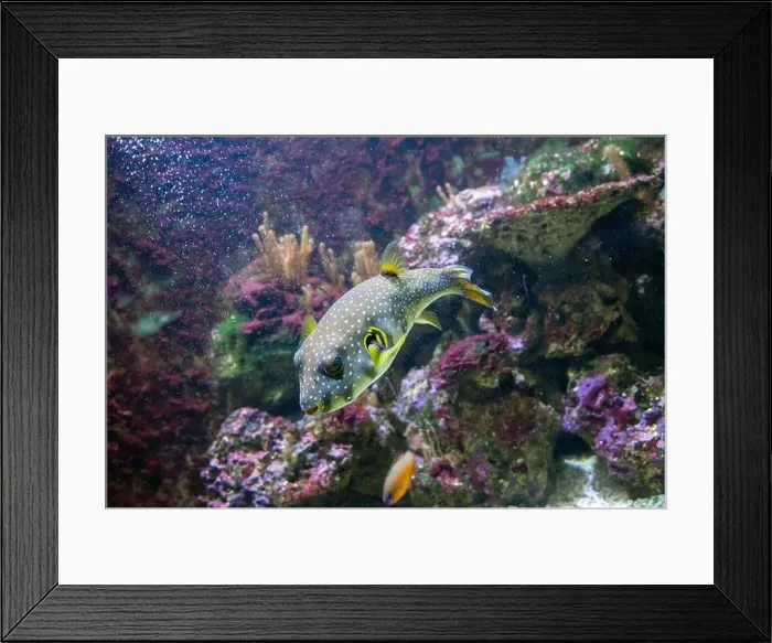 Framed Print : White-spotted puffer, Whitespotted blaasop or Stripedbelly blowfish (Arothron hispidus) Framed Print : White-spotted puffer, Whitespotted blaasop or Stripedbelly blowfish (Arothron hispidus)