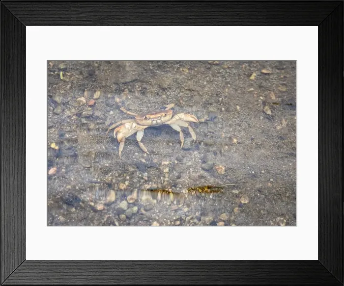 Framed Print : Crab in Fresh Clear Shallow River Water During Morning Framed Print : Crab in Fresh Clear Shallow River Water During Morning