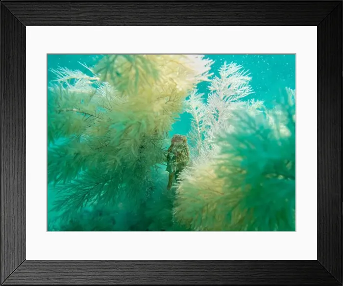 Framed Print : A seahorse among soft corals in turquoise light at the bottom of the Gulf of Oman in Fujairah, United Arab Emirates Framed Print : A seahorse among soft corals in turquoise light at the bottom of the Gulf of Oman in Fujairah, United Arab Emirates