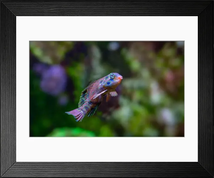 Framed Print : picturesque dragonet (Synchiropus picturatus) Framed Print : picturesque dragonet (Synchiropus picturatus)