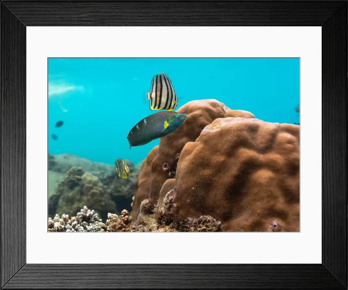 Framed Print : Colorful fish living in coral reefs, underwater landscape Framed Print : Colorful fish living in coral reefs, underwater landscape