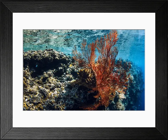 Framed Print : Red soft corals underwater in blue ocean Bali Framed Print : Red soft corals underwater in blue ocean Bali