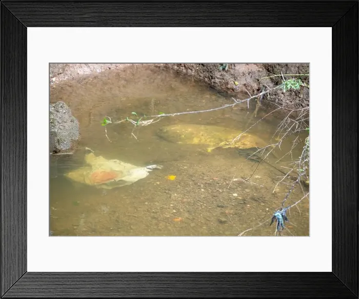 Framed Print : Large plastic bags submerged under water at the edge of a stream Framed Print : Large plastic bags submerged under water at the edge of a stream