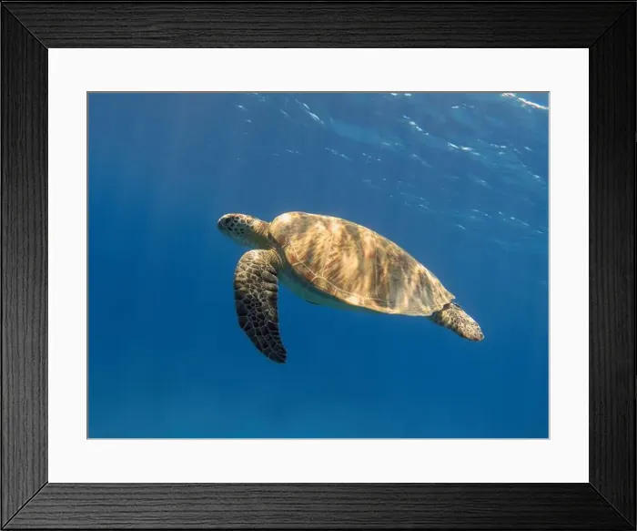 Framed Print : Green sea turtle swimming in the blue sea underwater Framed Print : Green sea turtle swimming in the blue sea underwater