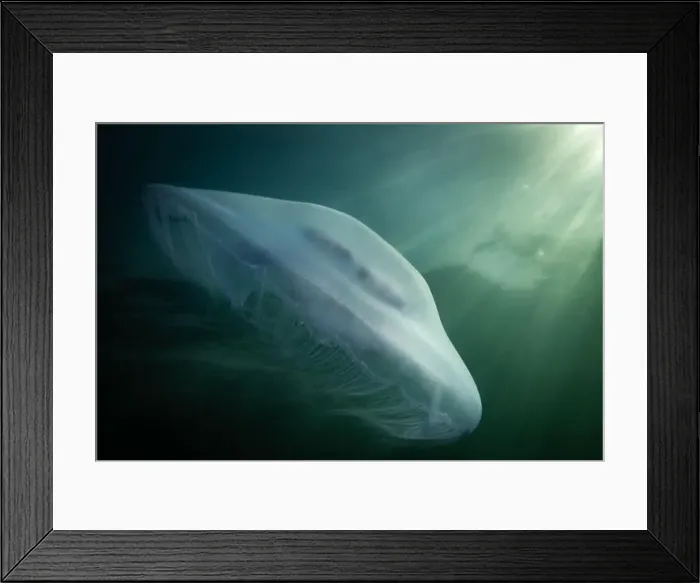 Framed Print : saltwater marine life creature jellyfish called moon jelly or aurelia aurita Framed Print : saltwater marine life creature jellyfish called moon jelly or aurelia aurita