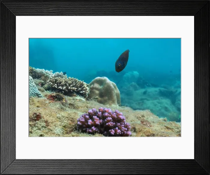 Framed Print : underwater landscape of a coral reef with colorful exotic fish Framed Print : underwater landscape of a coral reef with colorful exotic fish