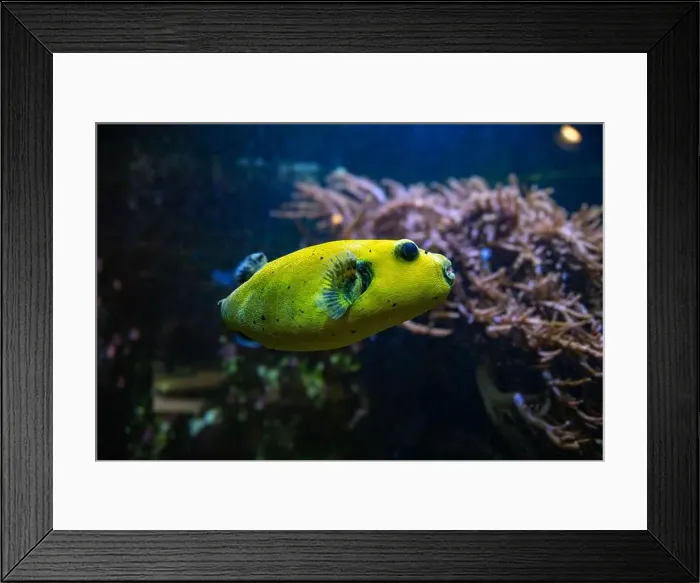 Framed Print : Yellow Blackspotted Puffer Or Dog-faced Puffer Fish Arothron Nigropunctatus Swimming In Water Framed Print : Yellow Blackspotted Puffer Or Dog-faced Puffer Fish Arothron Nigropunctatus Swimming In Water