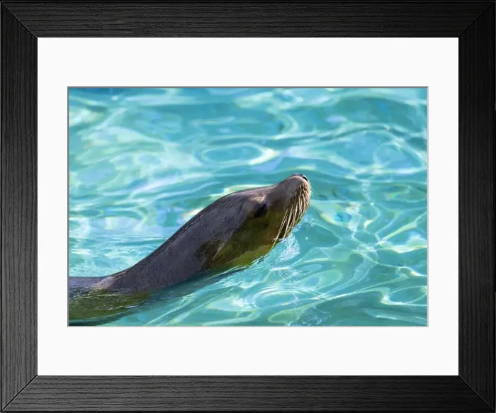 Framed Print : Eine kleine Robbe im Wasser Framed Print : Eine kleine Robbe im Wasser