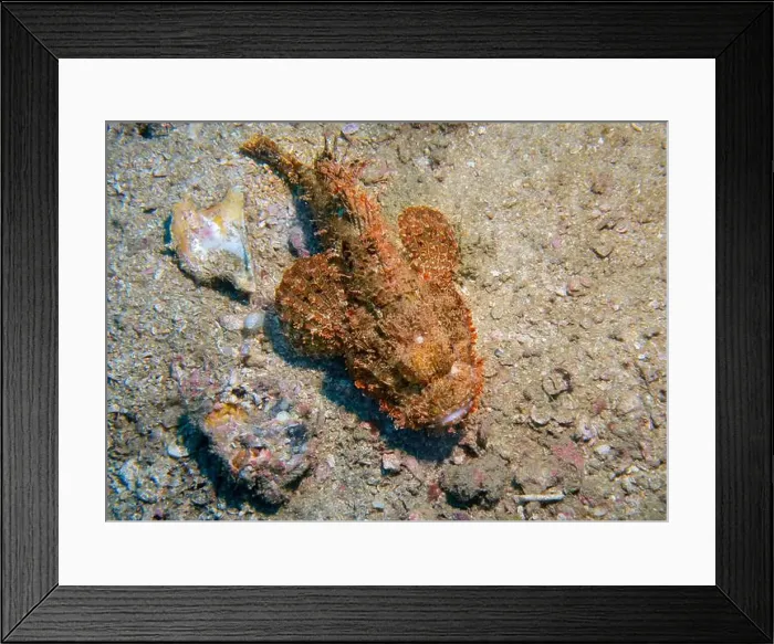 Framed Print : Poisonous scorpion fish at the bottom of the Gulf of Oman in Fujairah, United Arab Emirates Framed Print : Poisonous scorpion fish at the bottom of the Gulf of Oman in Fujairah, United Arab Emirates
