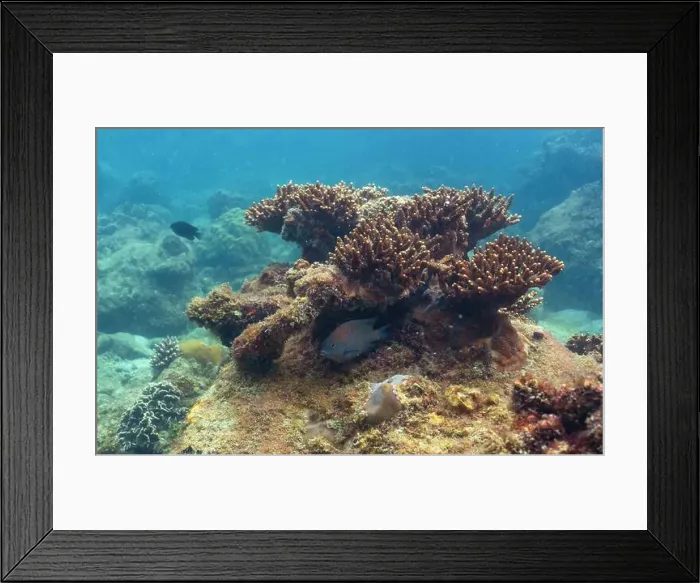 Framed Print : underwater landscape of a coral reef with colorful exotic fish Framed Print : underwater landscape of a coral reef with colorful exotic fish