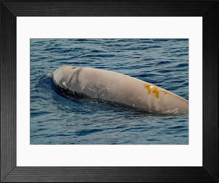 Framed Print : A Cuvier's beaked whale Damaged by propeller impact collision Framed Print : A Cuvier's beaked whale Damaged by propeller impact collision