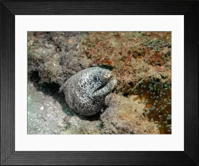 Framed Print : Pepper moray eel fish on the Gulf of Oman Days in Fujairah, United Arab Emirates Framed Print : Pepper moray eel fish on the Gulf of Oman Days in Fujairah, United Arab Emirates