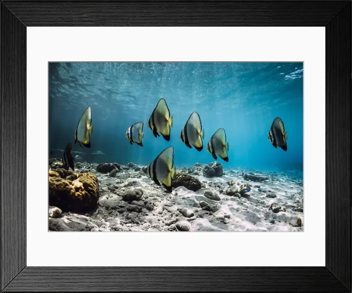 Framed Print : School of bat fish underwater in tropical blue sea Framed Print : School of bat fish underwater in tropical blue sea