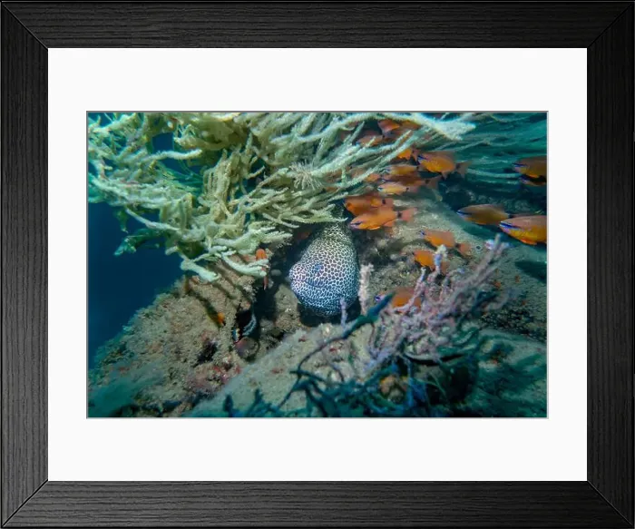 Framed Print : A white honeycomb moray eel among a flock of small fish at the bottom of the Gulf of Oman in Fujairah Framed Print : A white honeycomb moray eel among a flock of small fish at the bottom of the Gulf of Oman in Fujairah