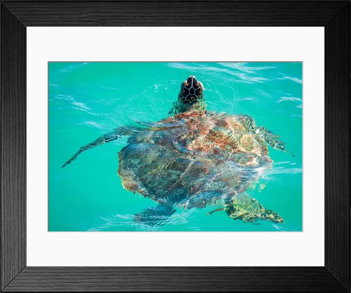Framed Print : Close-up view of a beautiful adult sea turtle breaking through the surface to breathe, off the coast of Mauritius Framed Print : Close-up view of a beautiful adult sea turtle breaking through the surface to breathe, off the coast of Mauritius