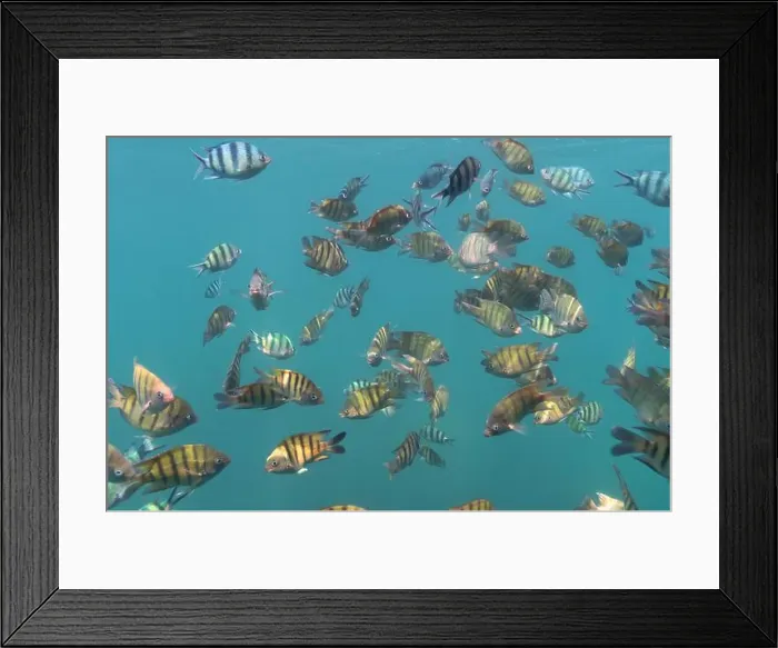 Framed Print : A flock of colorful fish living in coral reefs, underwater photography Framed Print : A flock of colorful fish living in coral reefs, underwater photography