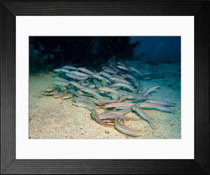 Framed Print : A flock of small poisonous eels at the rocky bottom of the Gulf of Oman in Fujairah, United Arab Emirates Framed Print : A flock of small poisonous eels at the rocky bottom of the Gulf of Oman in Fujairah, United Arab Emirates