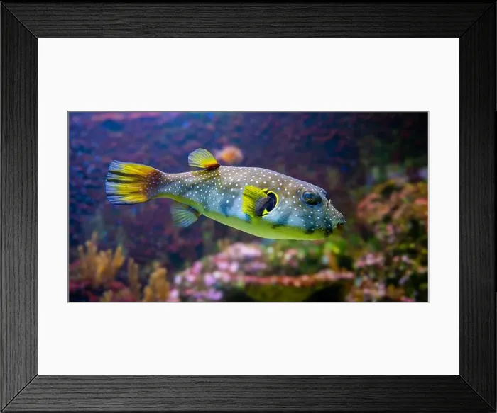 Framed Print : White-spotted puffer, Whitespotted blaasop or Stripedbelly blowfish (Arothron hispidus) Framed Print : White-spotted puffer, Whitespotted blaasop or Stripedbelly blowfish (Arothron hispidus)