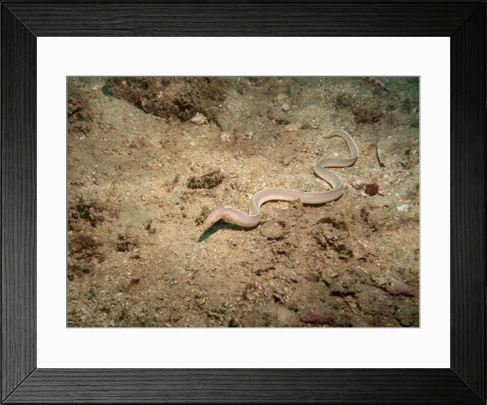 Framed Print : A sea eel mimicking a snake at the bottom of the Gulf of Oman in Fujairah, United Arab Emirates Framed Print : A sea eel mimicking a snake at the bottom of the Gulf of Oman in Fujairah, United Arab Emirates
