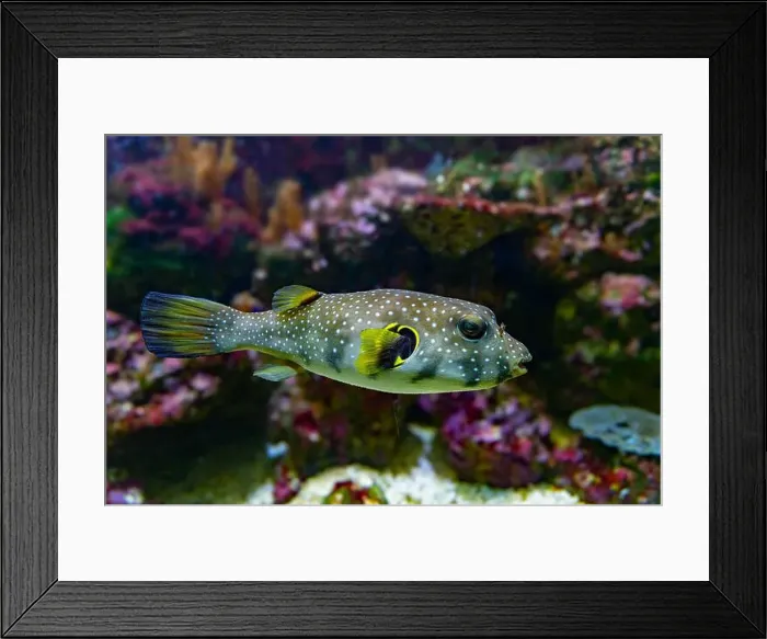 Framed Print : White-spotted puffer, Whitespotted blaasop or Stripedbelly blowfish (Arothron hispidus) Framed Print : White-spotted puffer, Whitespotted blaasop or Stripedbelly blowfish (Arothron hispidus)