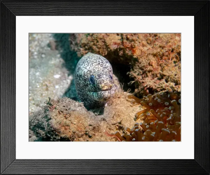 Framed Print : Pepper moray eel fish on the Gulf of Oman Days in Fujairah, United Arab Emirates Framed Print : Pepper moray eel fish on the Gulf of Oman Days in Fujairah, United Arab Emirates
