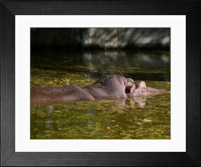 Framed Print : An adult hippopotamus swims in a pond on an autumn day Framed Print : An adult hippopotamus swims in a pond on an autumn day