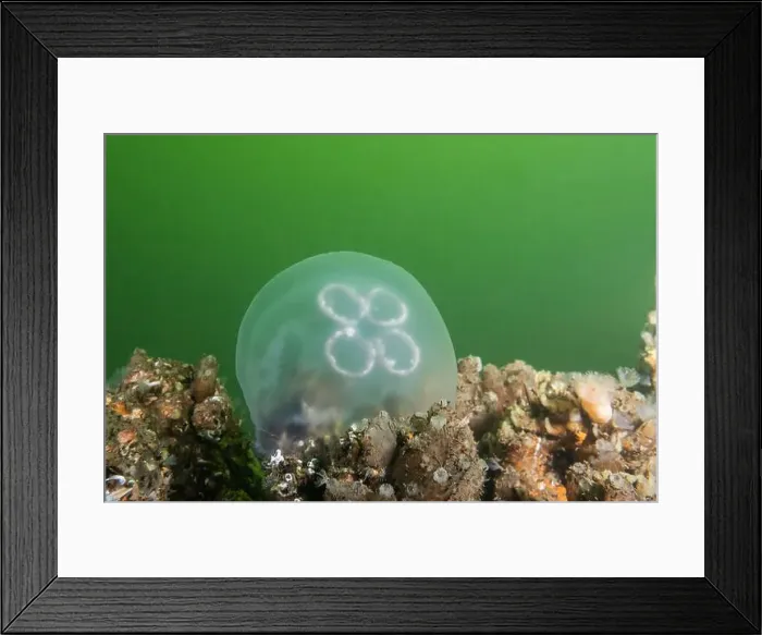 Framed Print : saltwater marine life creature jellyfish moon jelly or aurelia aurita on seabed floor Framed Print : saltwater marine life creature jellyfish moon jelly or aurelia aurita on seabed floor