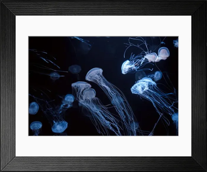 Framed Print : Group of Atlantic sea nettle, Chrysaora quinquecirrha Framed Print : Group of Atlantic sea nettle, Chrysaora quinquecirrha