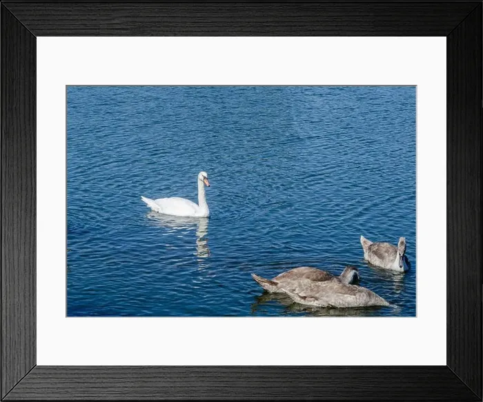 Framed Print : White and two gray swans on dark water. One of them, gray swan, dives for food in shallow river Framed Print : White and two gray swans on dark water. One of them, gray swan, dives for food in shallow river