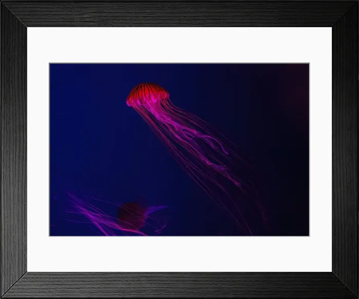 Framed Print : Fluorescent jellyfish swimming underwater aquarium pool with red neon light