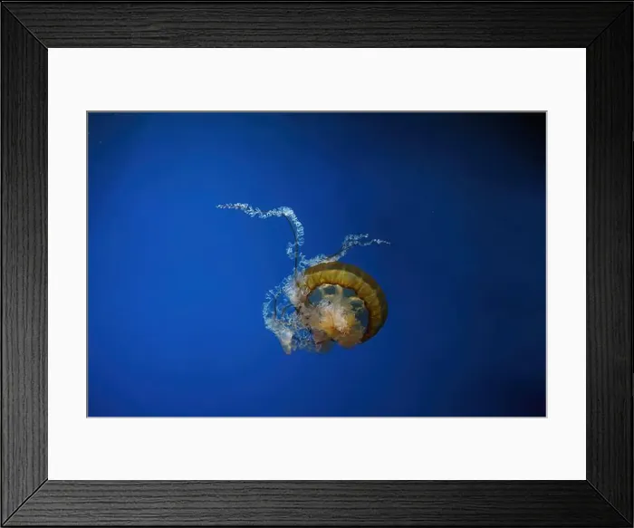 Framed Print : Pacific sea nettle, Orange jellyfish or Chrysaora fuscescens swimming in blue water of aquarium tank Framed Print : Pacific sea nettle, Orange jellyfish or Chrysaora fuscescens swimming in blue water of aquarium tank
