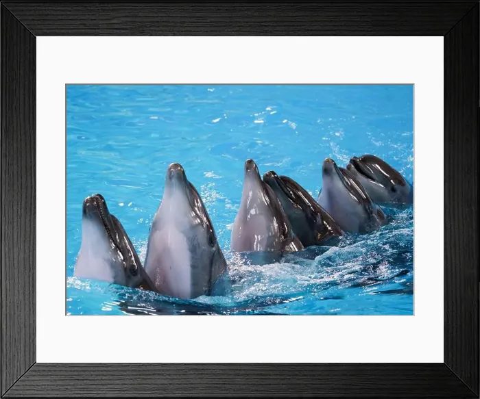 Framed Print : Graceful Dolphins in Unison Swimming Playfully in Aquatic Paradise Framed Print : Graceful Dolphins in Unison Swimming Playfully in Aquatic Paradise