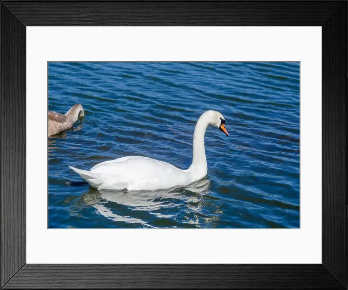 Framed Print : White and gray swan on dark water. One of them, gray swan, dives in search of food in shallow river Framed Print : White and gray swan on dark water. One of them, gray swan, dives in search of food in shallow river
