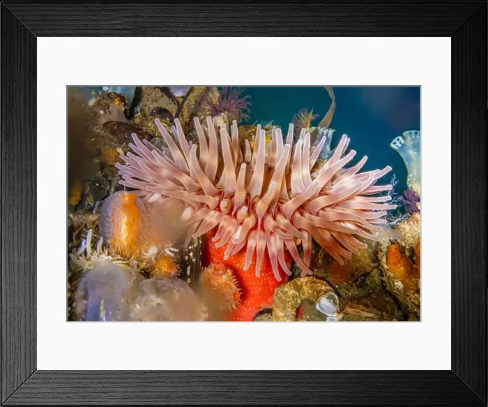 Framed Print : Painted Anemone, Urticina crassicornis, on side of dock in Edmonds Marina on Puget Sound, Washington State, USA Framed Print : Painted Anemone, Urticina crassicornis, on side of dock in Edmonds Marina on Puget Sound, Washington State, USA