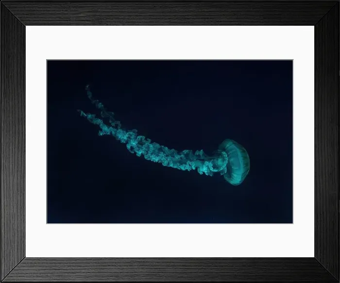 Framed Print : Jellifish South american sea nettle Framed Print : Jellifish South american sea nettle
