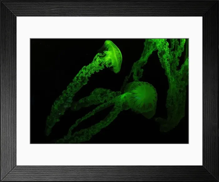 Framed Print : Two Jellifish South american sea nettle Framed Print : Two Jellifish South american sea nettle