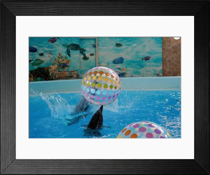 Framed Print : Playful Dolphins Interacting with Colorful Beach Balls in a Bright Aquatic Environment Framed Print : Playful Dolphins Interacting with Colorful Beach Balls in a Bright Aquatic Environment