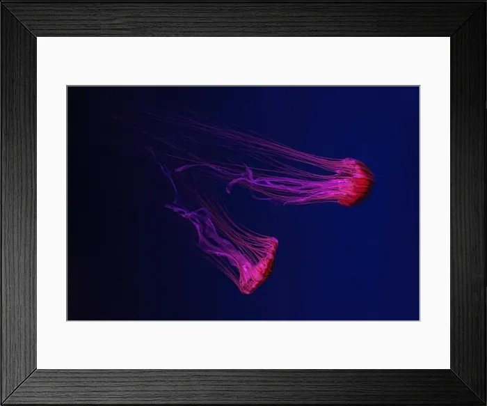 Framed Print : Two fluorescent jellyfish swimming underwater aquarium pool with neon light Framed Print : Two fluorescent jellyfish swimming underwater aquarium pool with neon light