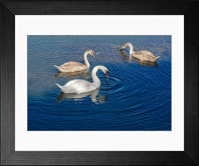 Framed Print : White and two gray swans on dark water. One of them, gray swan, looking for food in shallow river Framed Print : White and two gray swans on dark water. One of them, gray swan, looking for food in shallow river