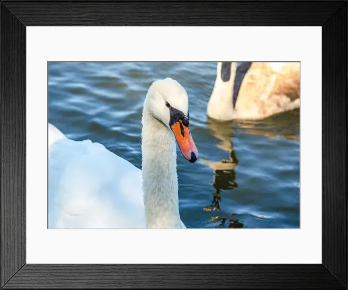 Framed Print : White and gray swan on dark water. One of them, gray swan, swims behind in a shallow river Framed Print : White and gray swan on dark water. One of them, gray swan, swims behind in a shallow river