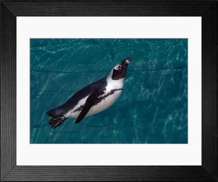 Framed Print : An african cape penguin underwater swimming in water Framed Print : An african cape penguin underwater swimming in water