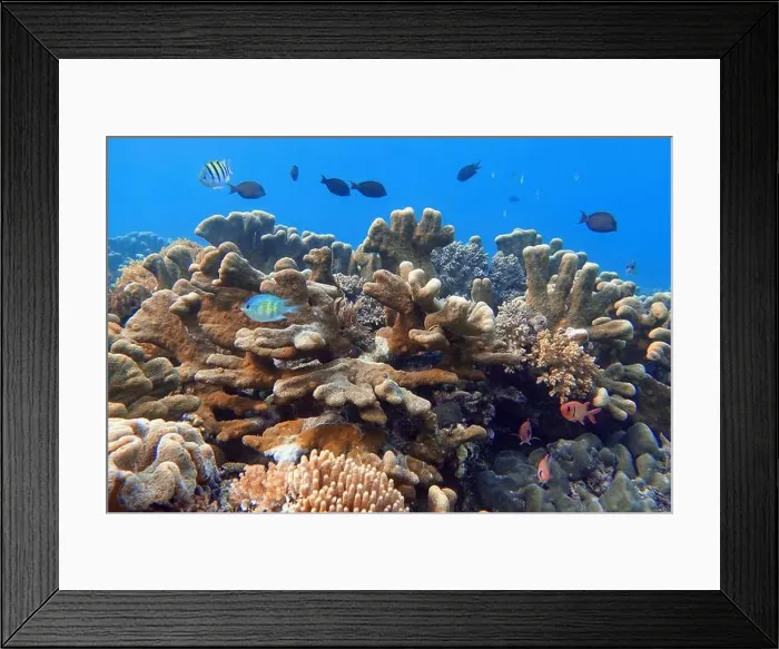 Framed Print : Indonesia Bangka - Marine life Coral reef with tropical fish Framed Print : Indonesia Bangka - Marine life Coral reef with tropical fish