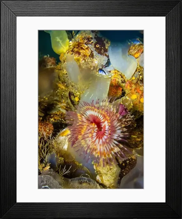Framed Print : Red-trumpet Calcareous Tubeworm Framed Print : Red-trumpet Calcareous Tubeworm