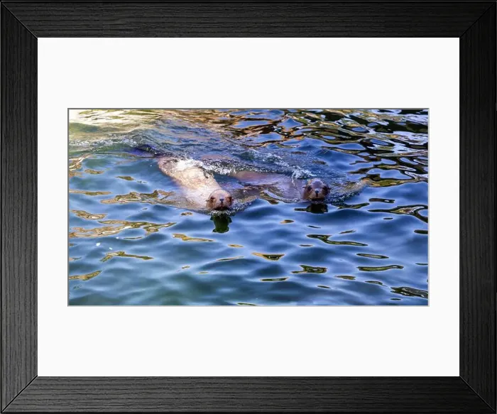 Framed Print : A pair of seals are swimming in the water. High quality photo Framed Print : A pair of seals are swimming in the water. High quality photo